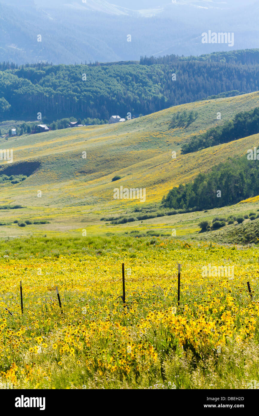 Wildflowers in a full bloom in Crested Butte, Colorado Stock Photo Alamy