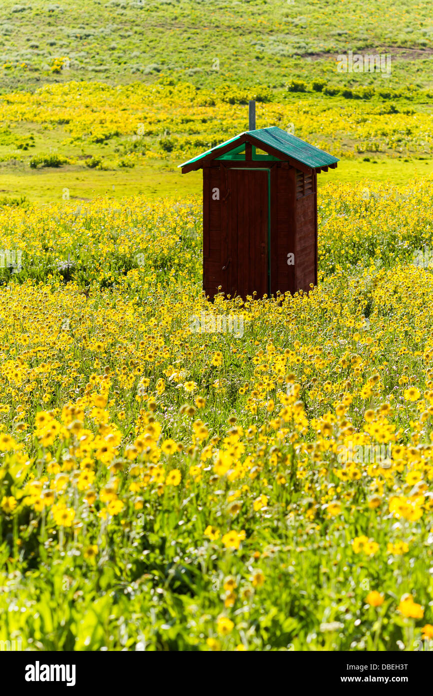 Wildflowers in a full bloom in Crested Butte, Colorado Stock Photo Alamy