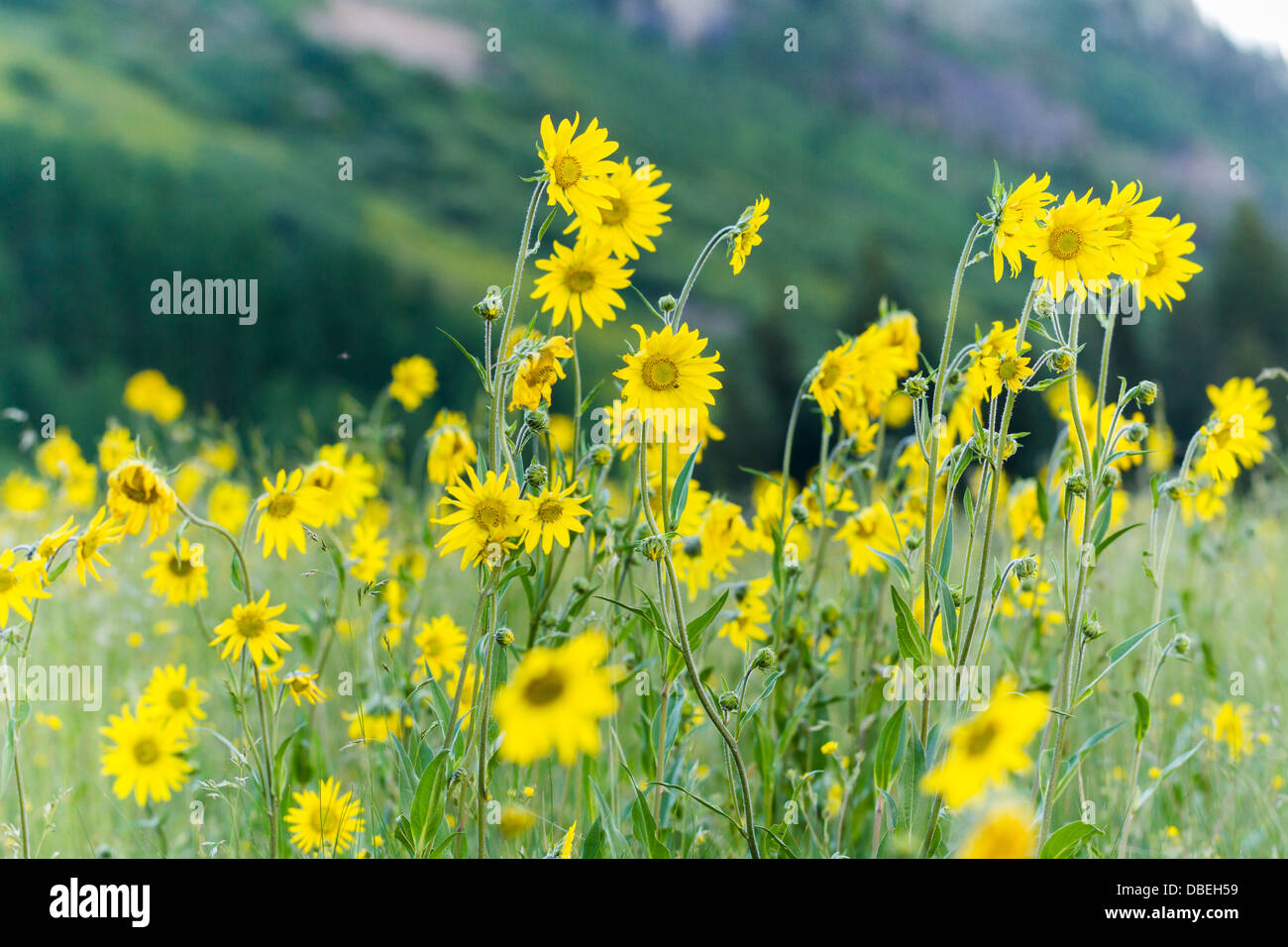Wildflowers in a full bloom in Crested Butte, Colorado Stock Photo Alamy