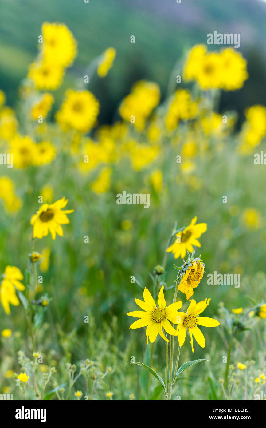 Wildflowers in a full bloom in Crested Butte, Colorado Stock Photo Alamy