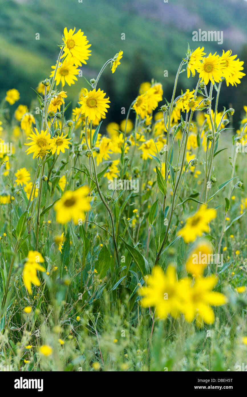 Wildflowers in a full bloom in Crested Butte, Colorado Stock Photo Alamy