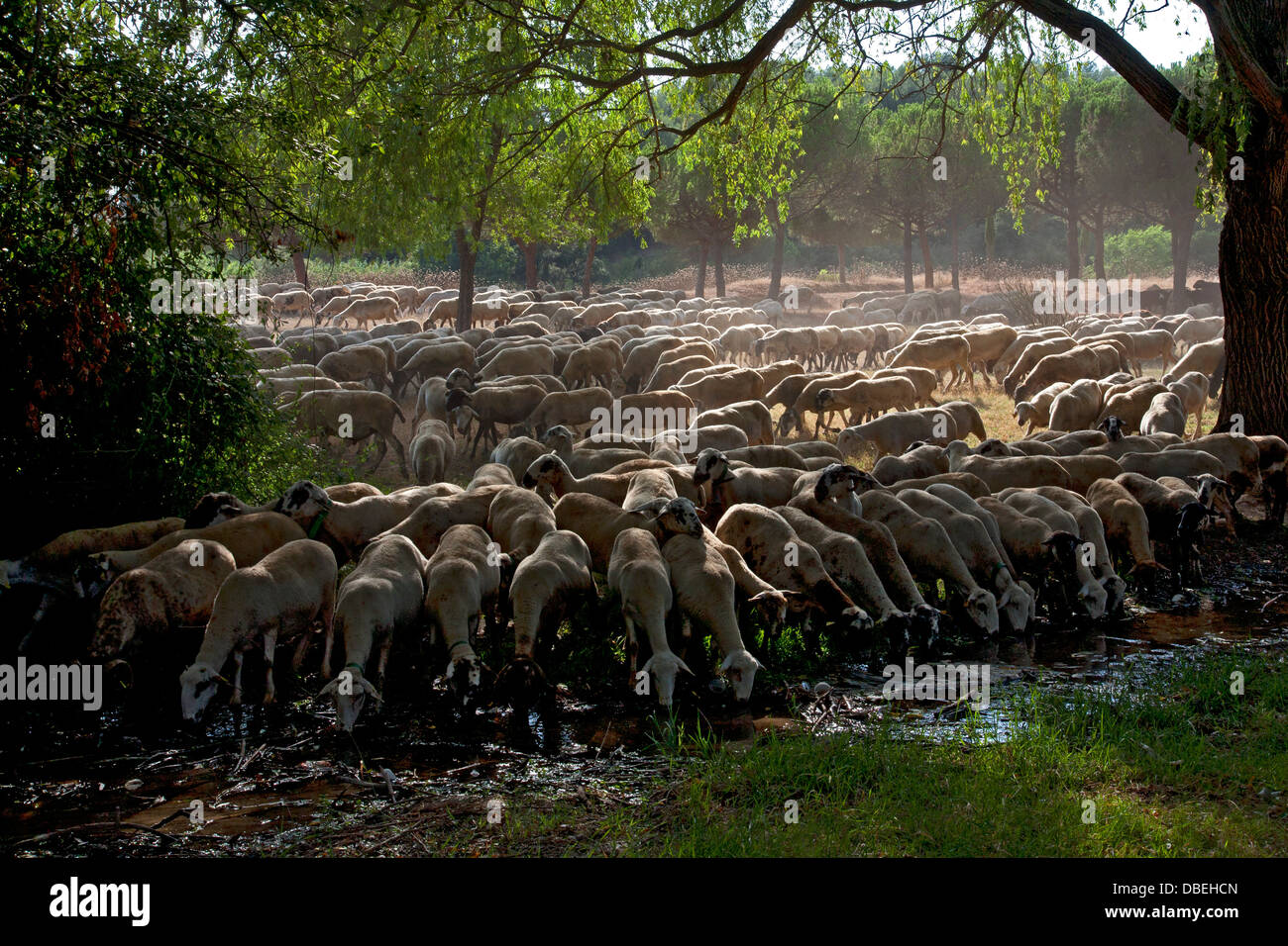 Herd of sheep and goats grazing Stock Photo - Alamy