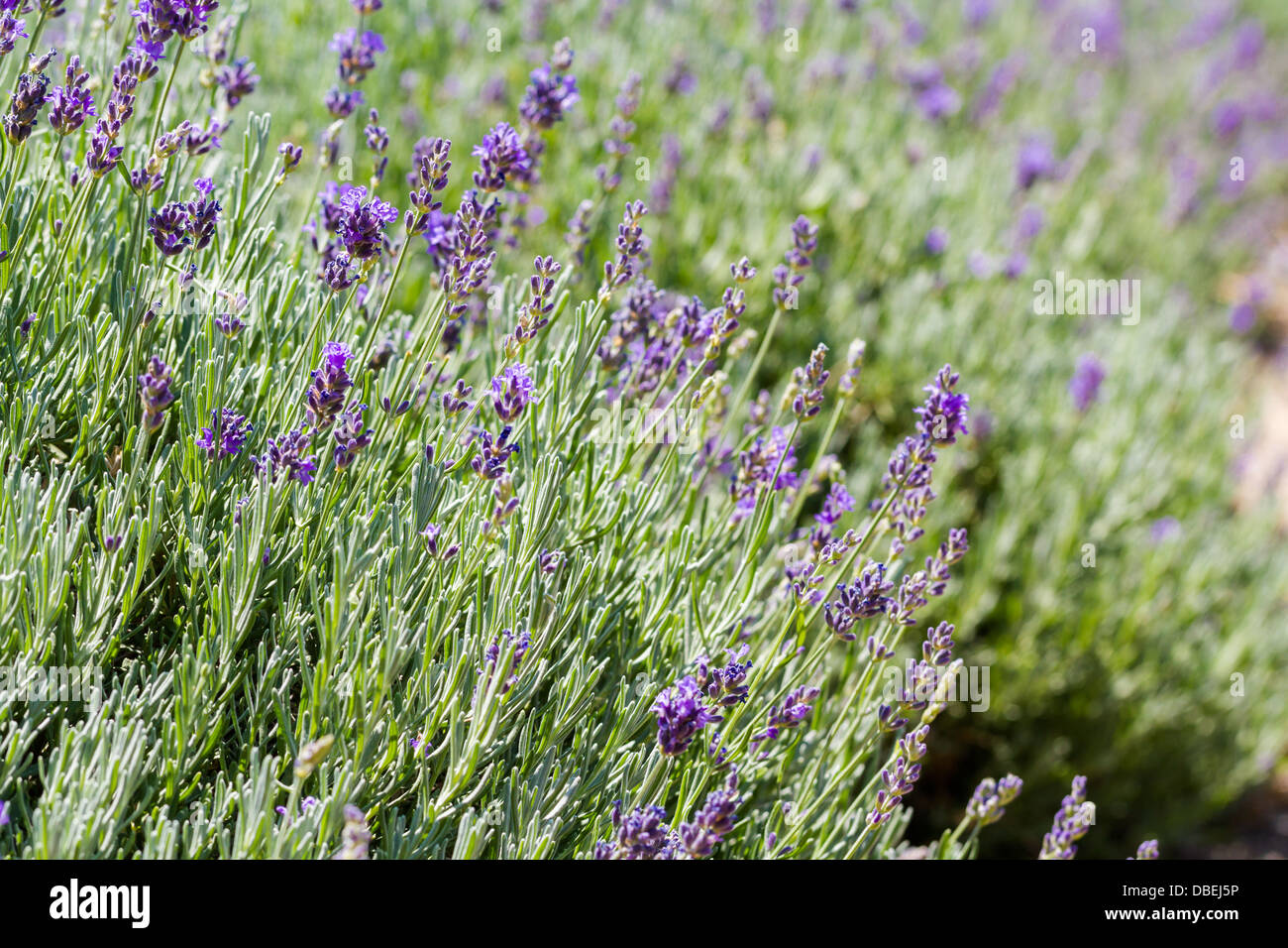 Lavender in full bloom on lavender farm Stock Photo Alamy