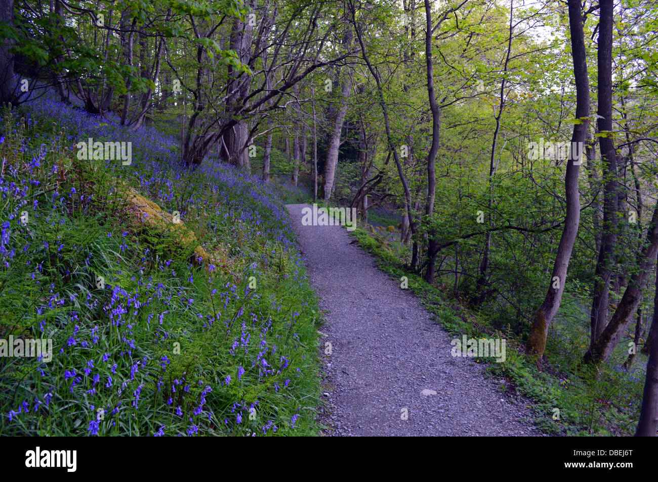Bluebells & Trees in Strid Wood part of the Dales Way Long Distance Footpath Wharfedale Yorkshire Stock Photo