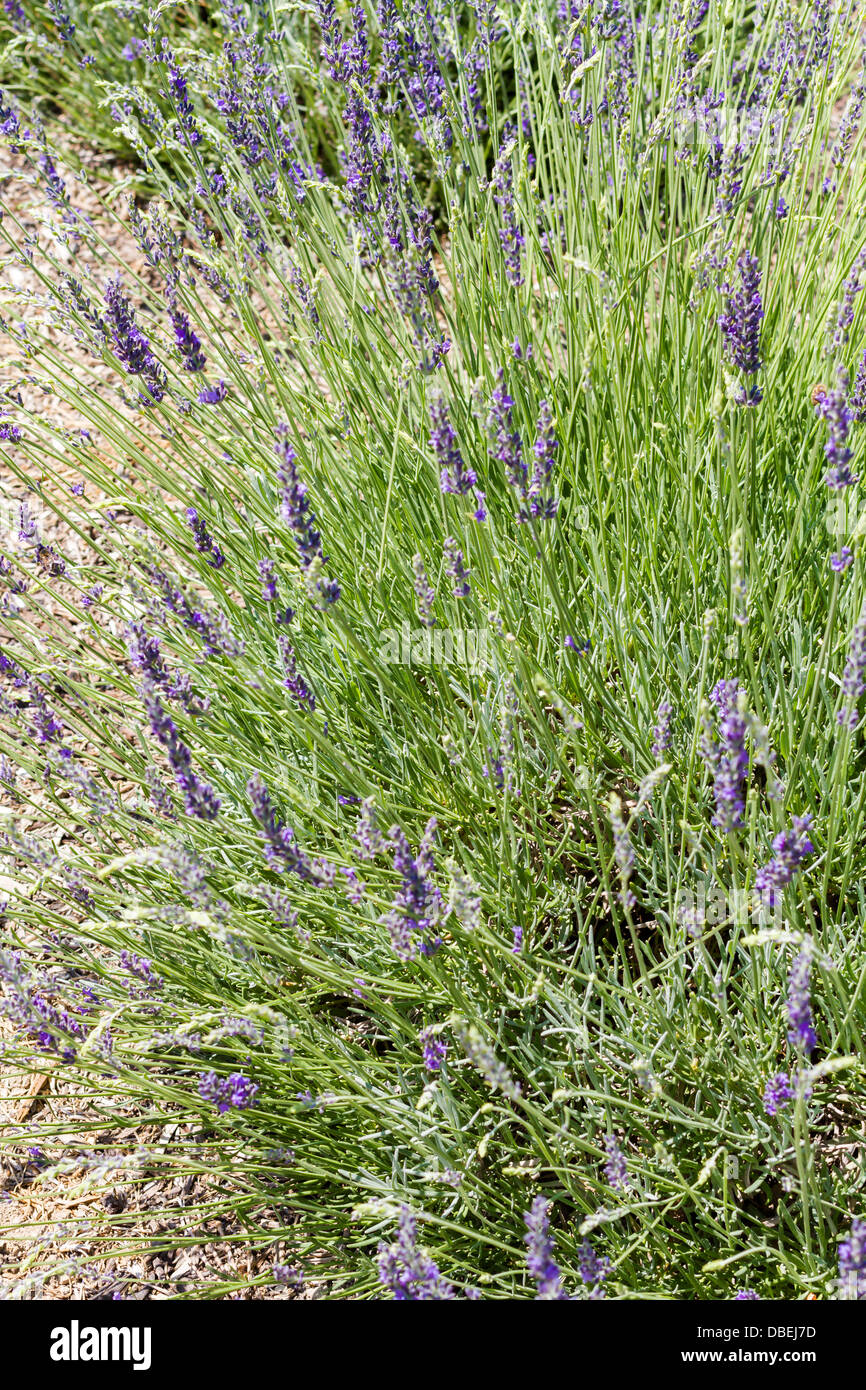 Lavender in full bloom on lavender farm Stock Photo Alamy