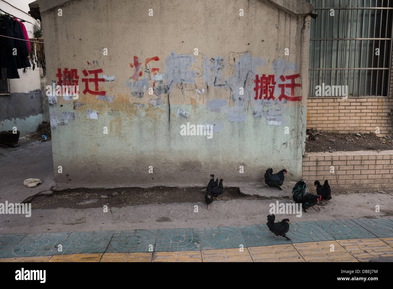 Nanjing, China. Chicken in front of a wall marked 'banqian' (removal), meaning that the building is marked for demolition. Stock Photo