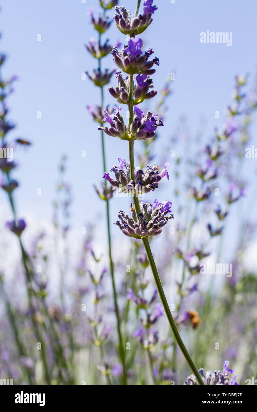 Lavender in full bloom on lavender farm Stock Photo Alamy