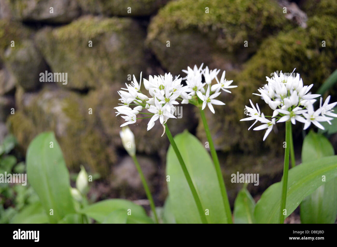 Wild Garlic Blossom next to Moss Covered Dry Stone Wall  on the Dales Way Long Distance Footpath Wharfedale Yorkshire Stock Photo