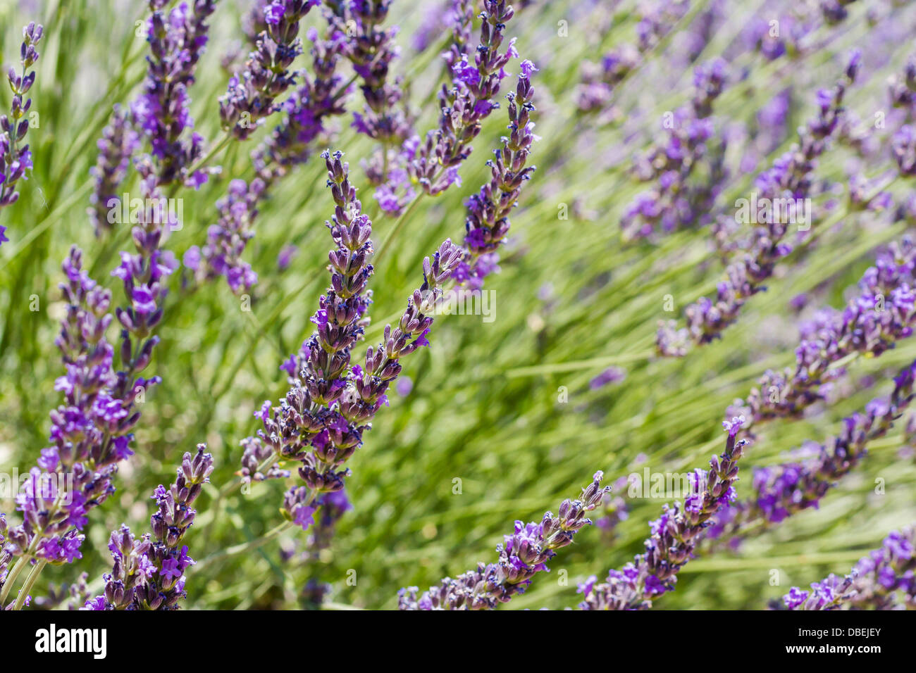 Lavender in full bloom on lavender farm Stock Photo Alamy