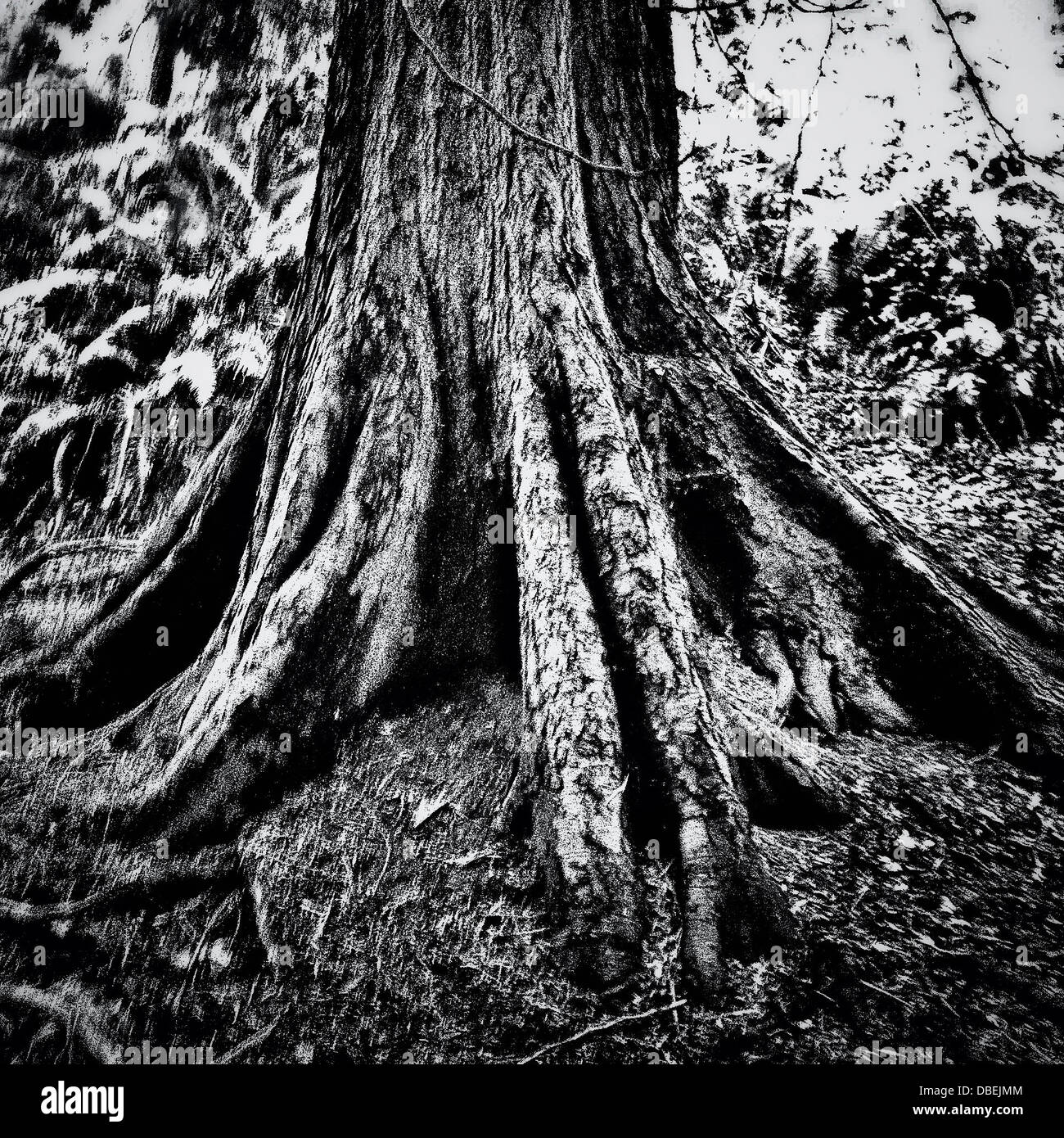 Black And White Forest High Resolution Stock Photography And Images Alamy Black And White Forest High Resolution Stock Photography And Images Alamy