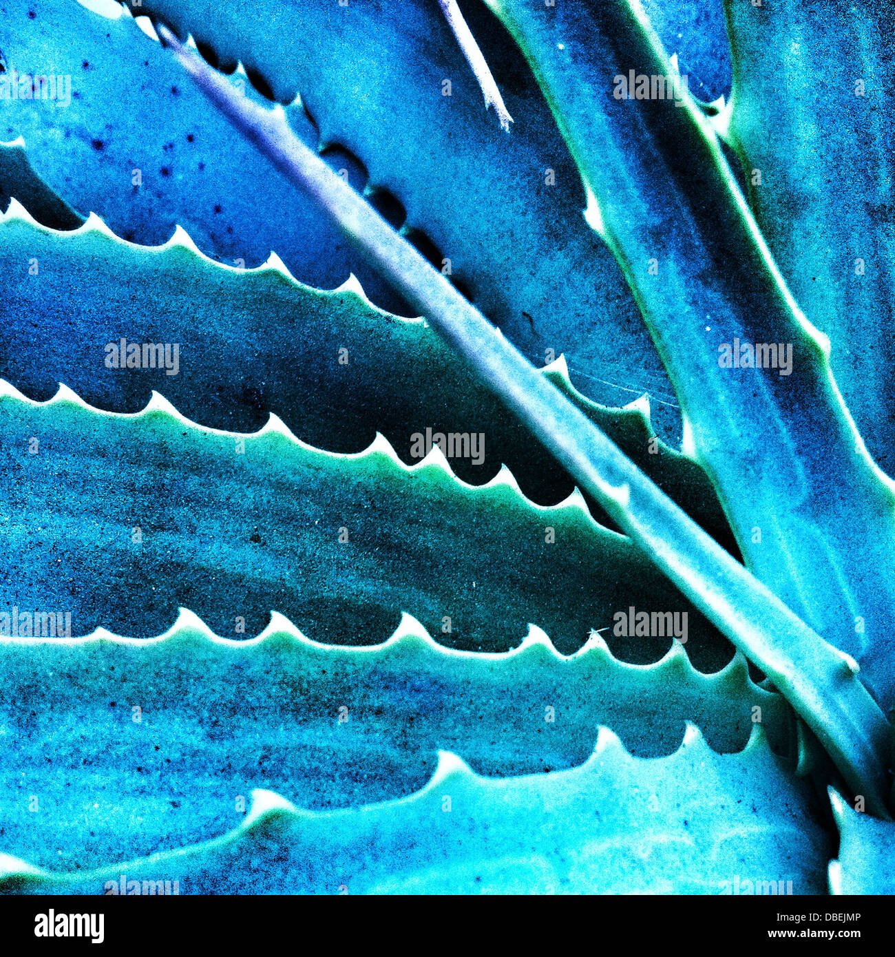 Close up of cactus leaves Stock Photo