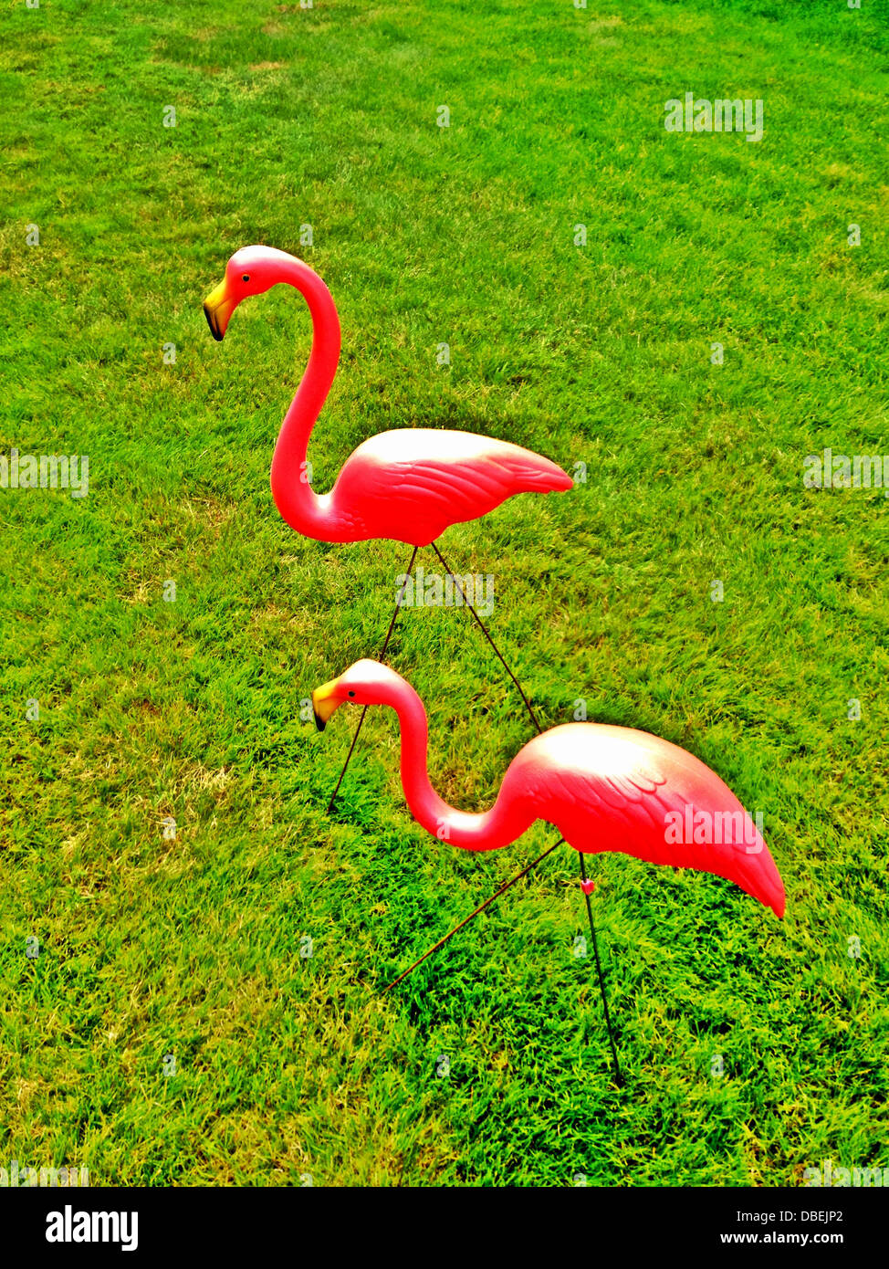 Pink flamingos on lawn Stock Photo Alamy