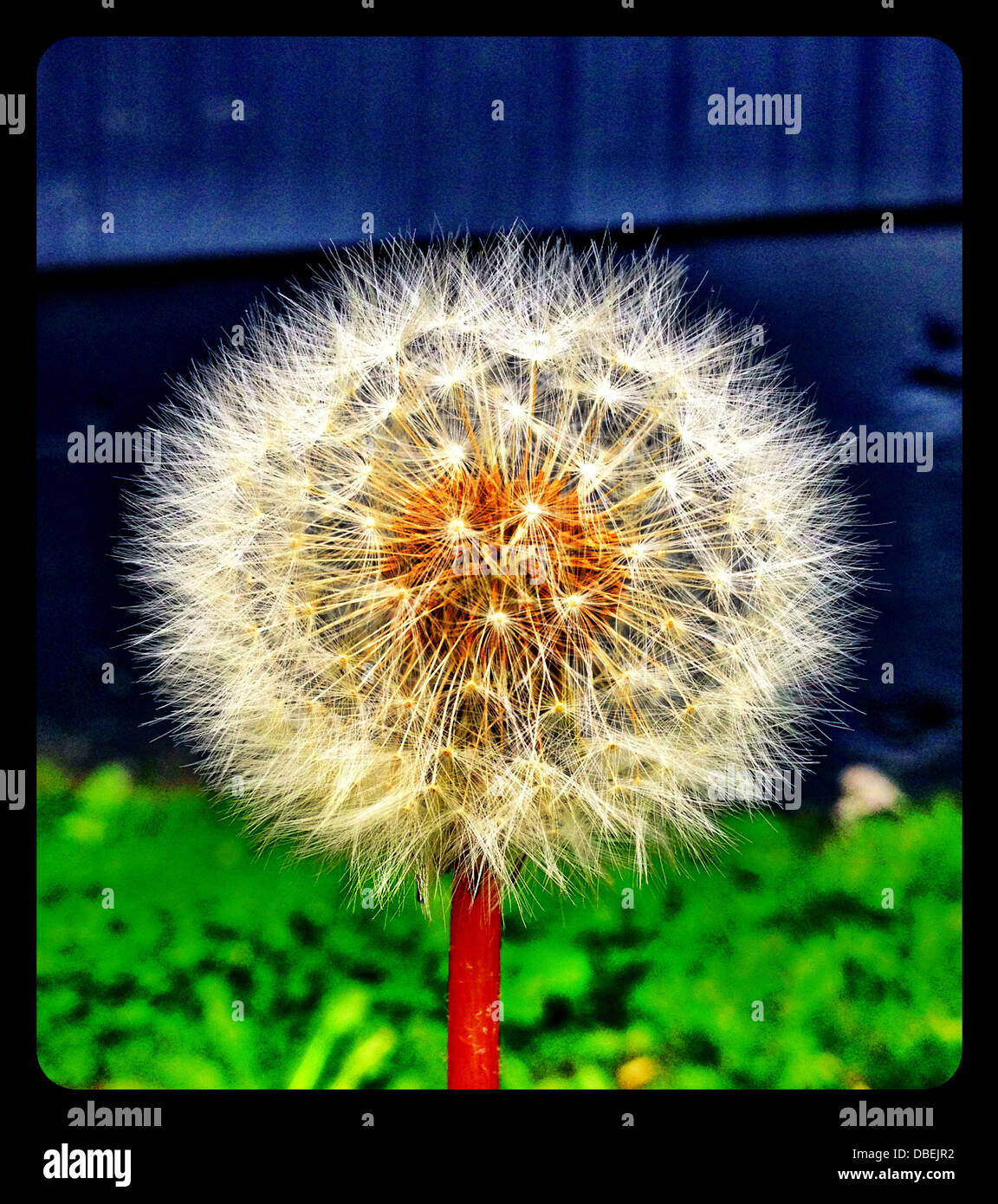 Close up of dandelion Stock Photo