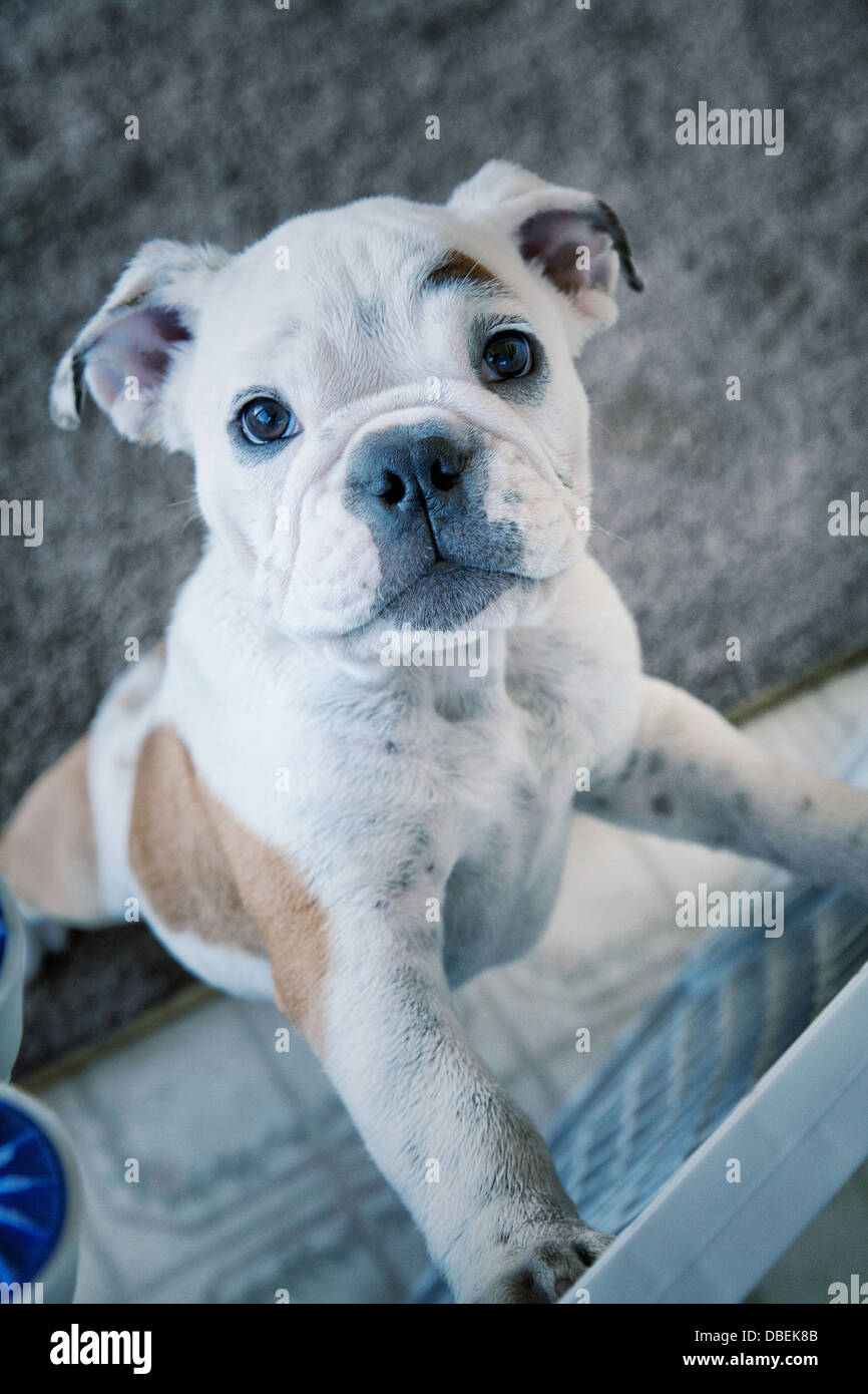 Puppy leaning against baby gate - Smartphone Captured Stock Image