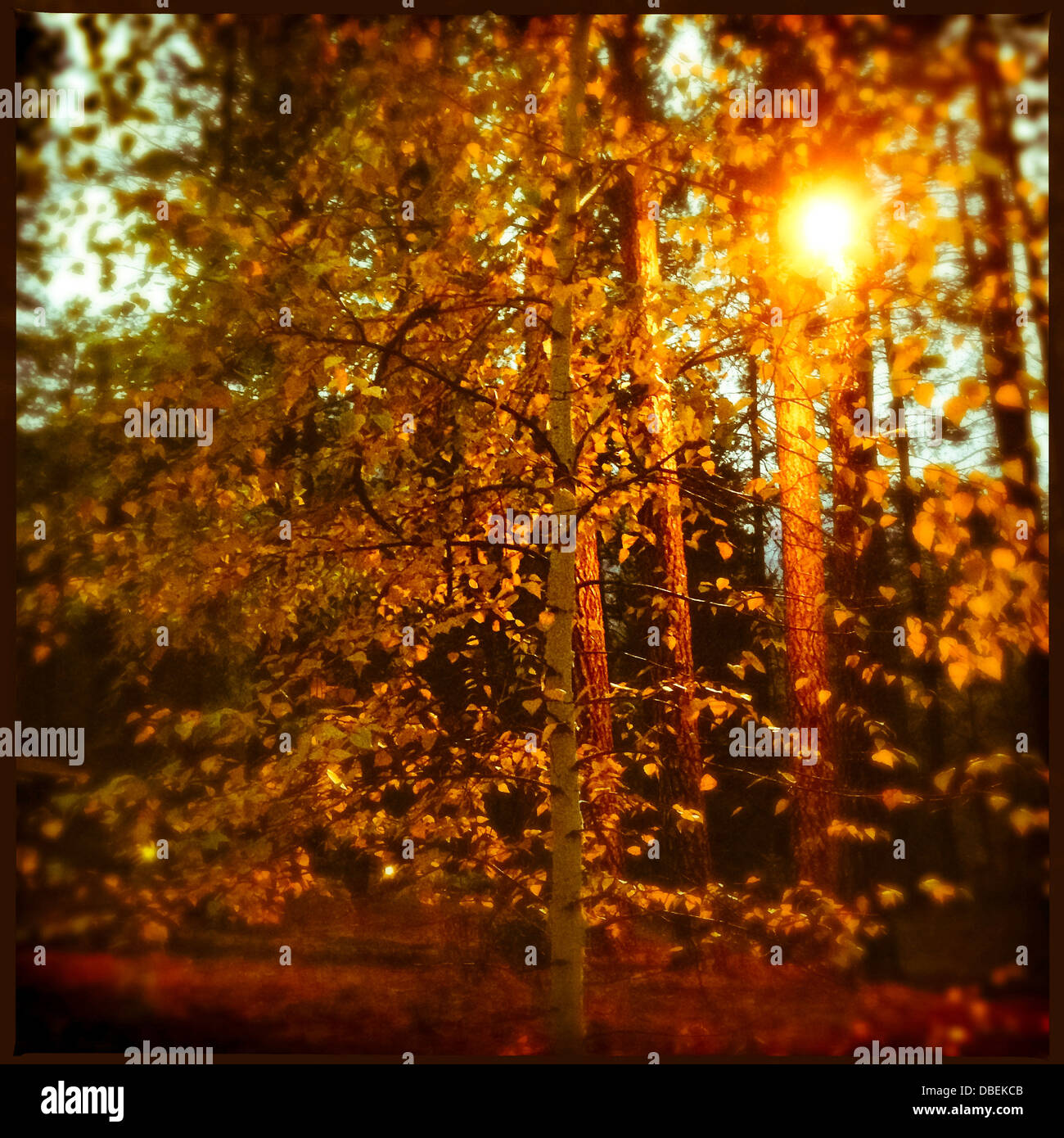 Illuminated streetlight in park - Smartphone Captured Stock Image