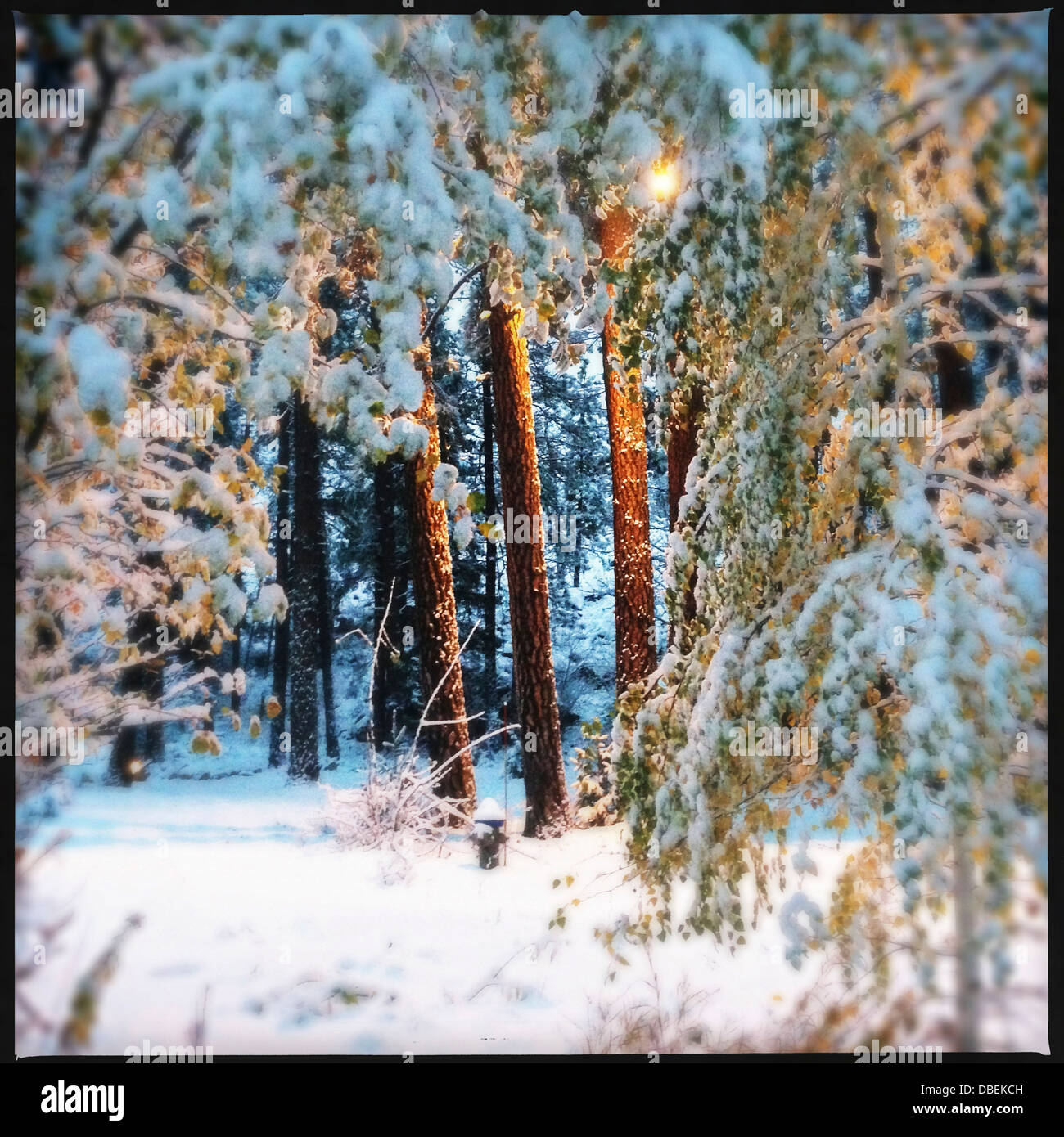 Snow-covered trees in forest - Smartphone Captured Stock Image