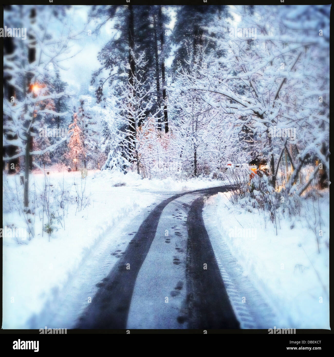 Snow-covered trees and road in forest - Smartphone Captured Stock Image