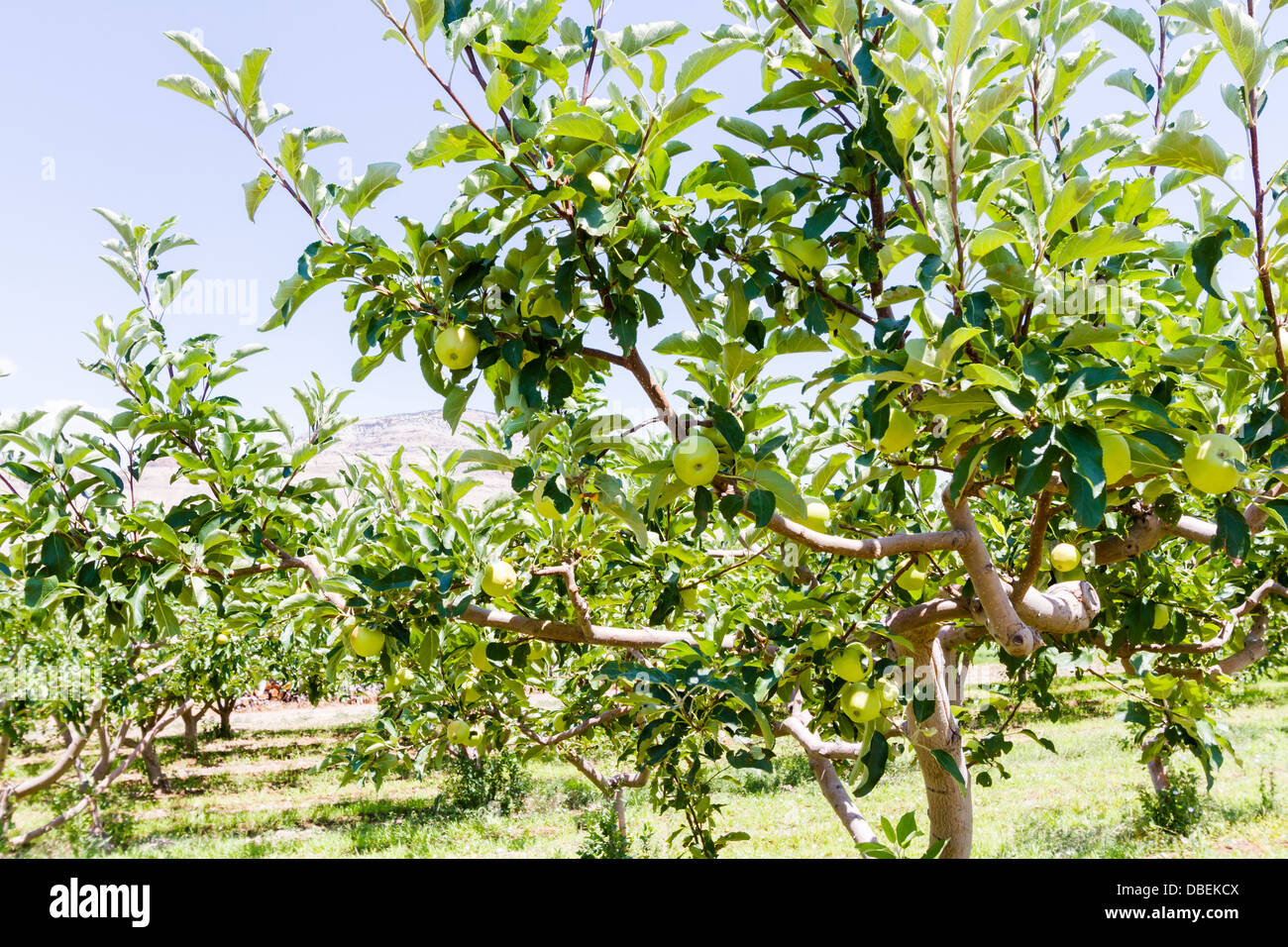 Apple orchard with view of buttes Stock Photo - Alamy