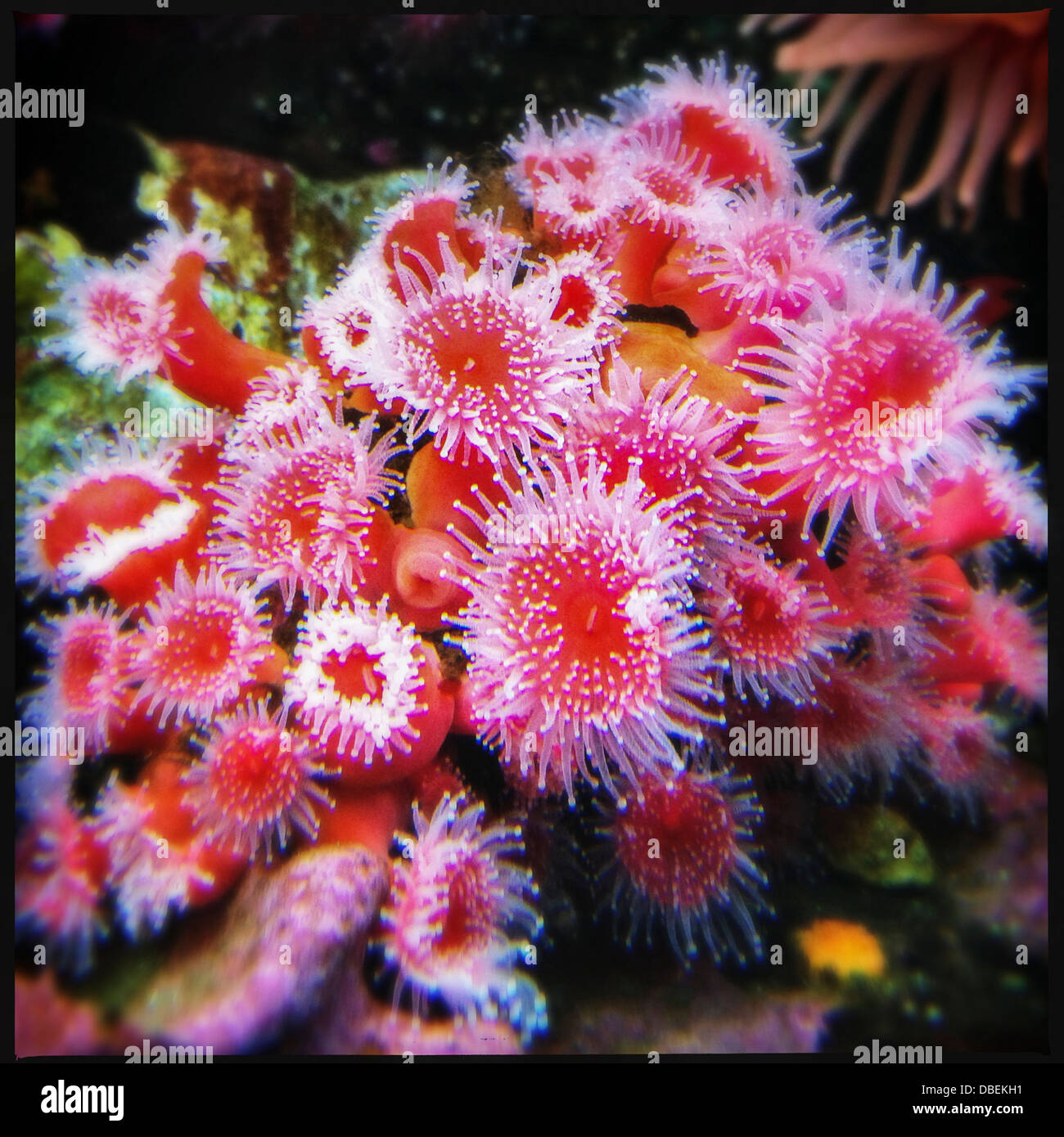 Close up of pink anemones underwater - Smartphone Captured Stock Image