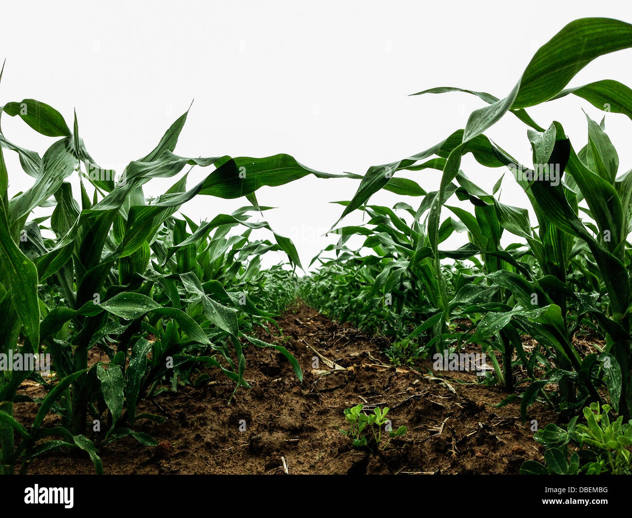 Crops growing under cloudy sky - Smartphone Captured Stock Image