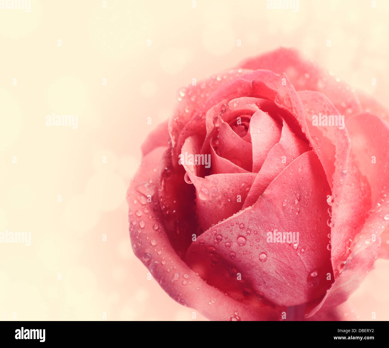 Beautiful pink rose with water drops , close up Stock Photo - Alamy