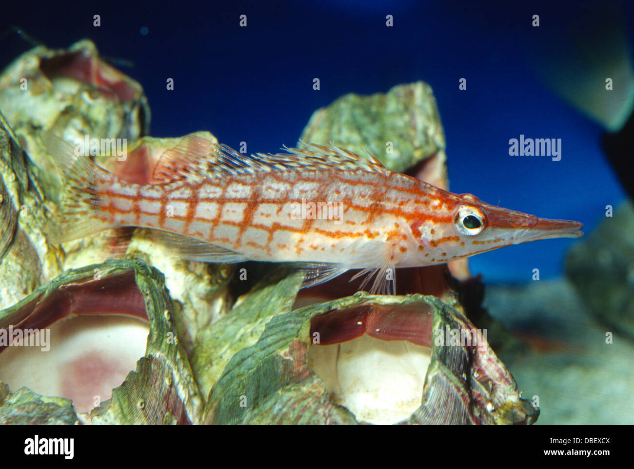 Longnose hawkfish, Oxycirrhites typus, Cirrhitidae, Indo-Pacific Ocean Stock Photo