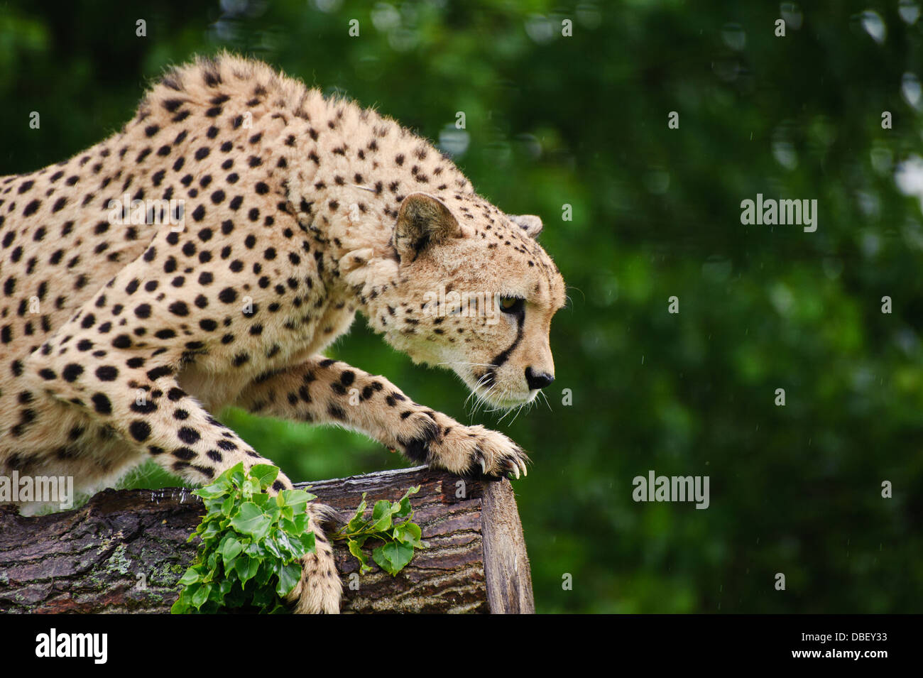 Cheetah Acinonyx Jubatus big cat in captivity Stock Photo