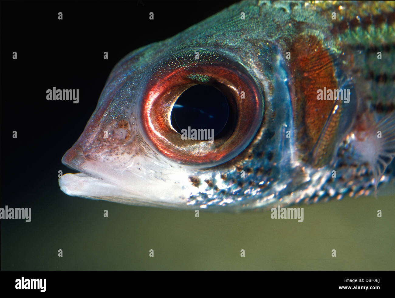 Sammara squirrelfish Neoniphon sammara Holocentridae Indo-Pacific Ocean Stock Photo