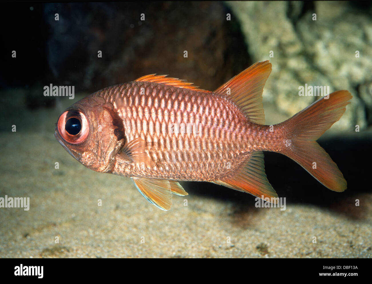 Lattice soldierfish Myripristis violacea, Holocentridae Indo-Pacific Ocean Stock Photo