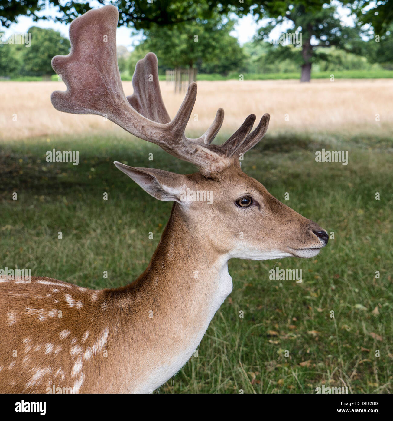 A fallow deer (Dama dama) - Bushy Park, Surrey Stock Photo