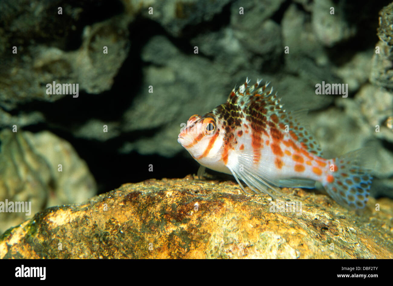 Dwarf hawkfish, Cirrhitichthys falco, Cirrhitidae, Indo-Pacific Ocean Stock Photo