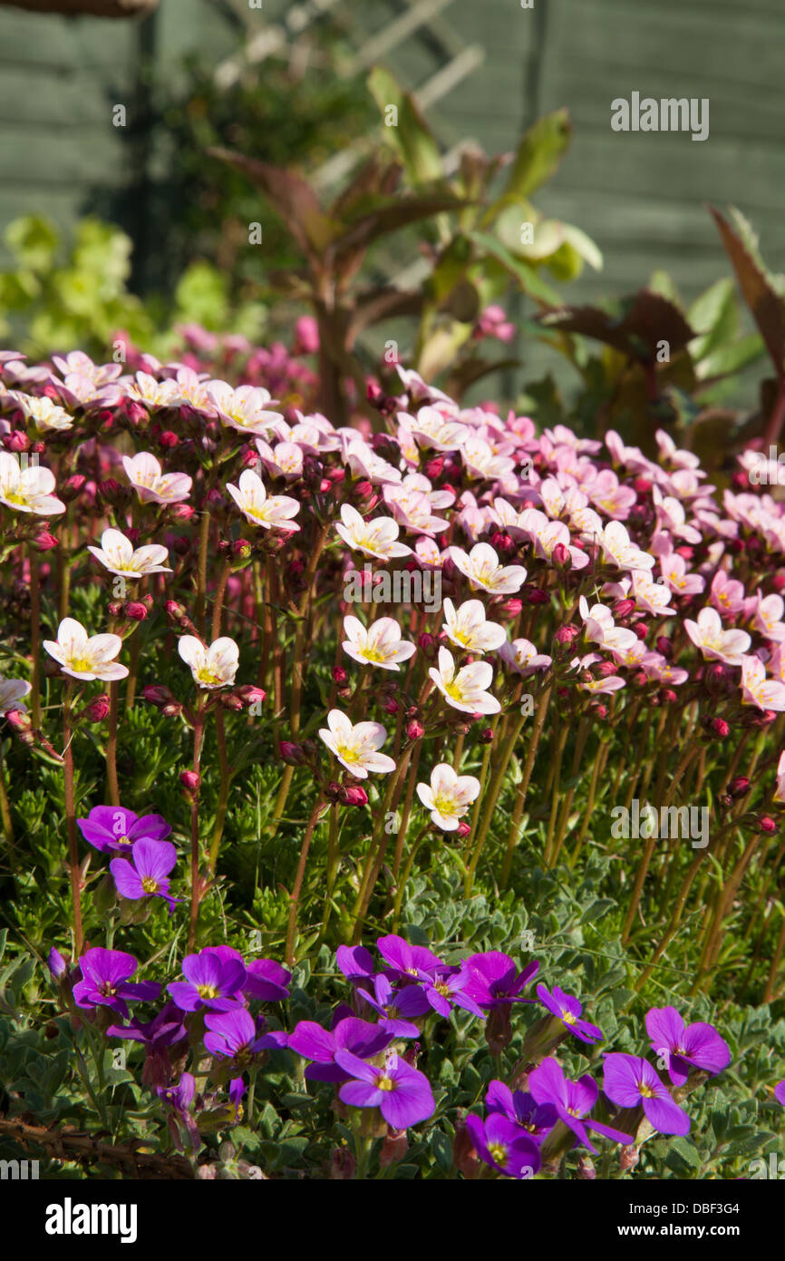 saxifrage with purple aubretia in foreground Stock Photo