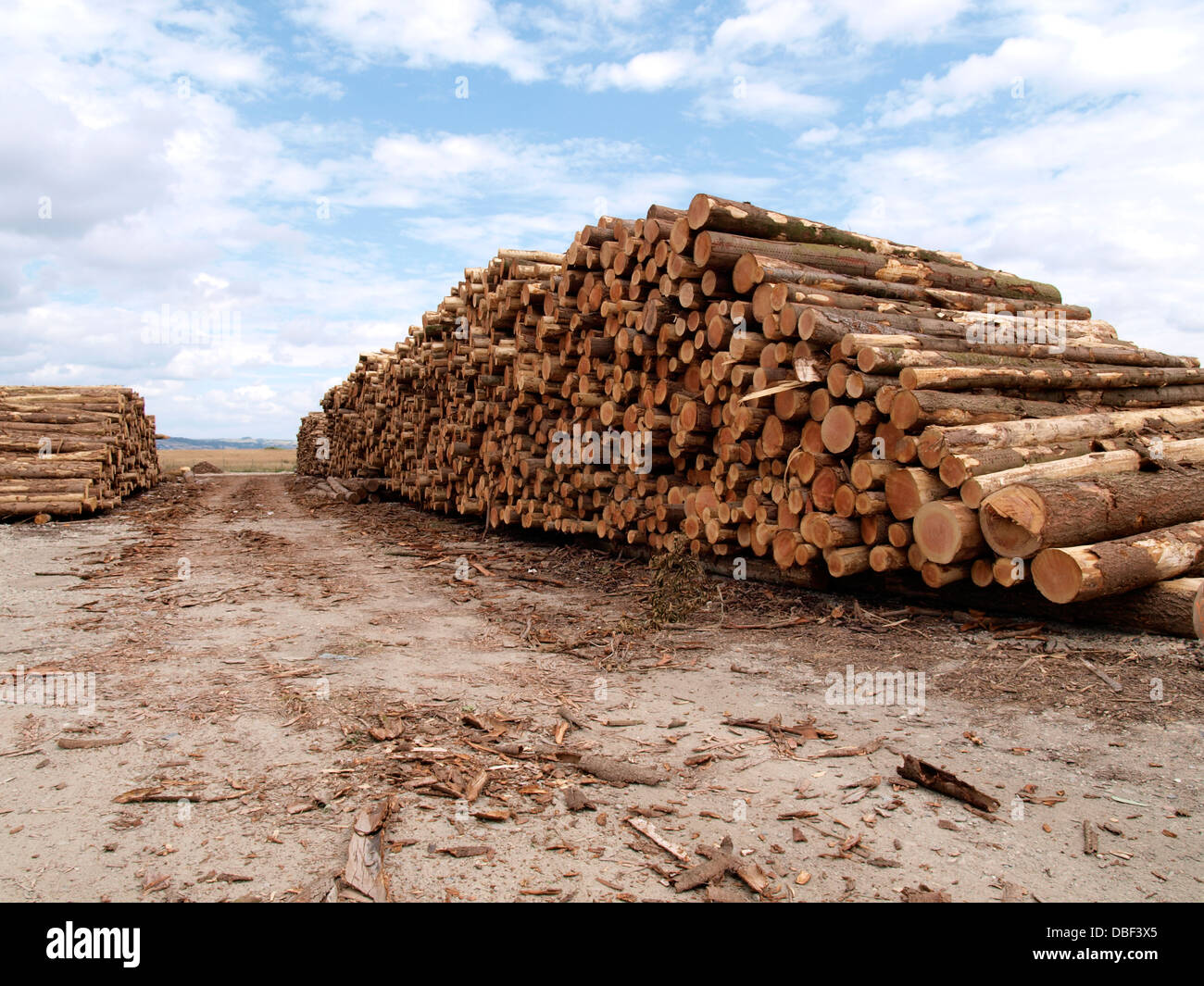 logs stacked ready for transportation, UK 2013 Stock Photo