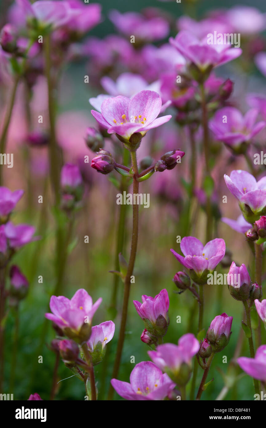 saxifrage pink alpine flowers Stock Photo