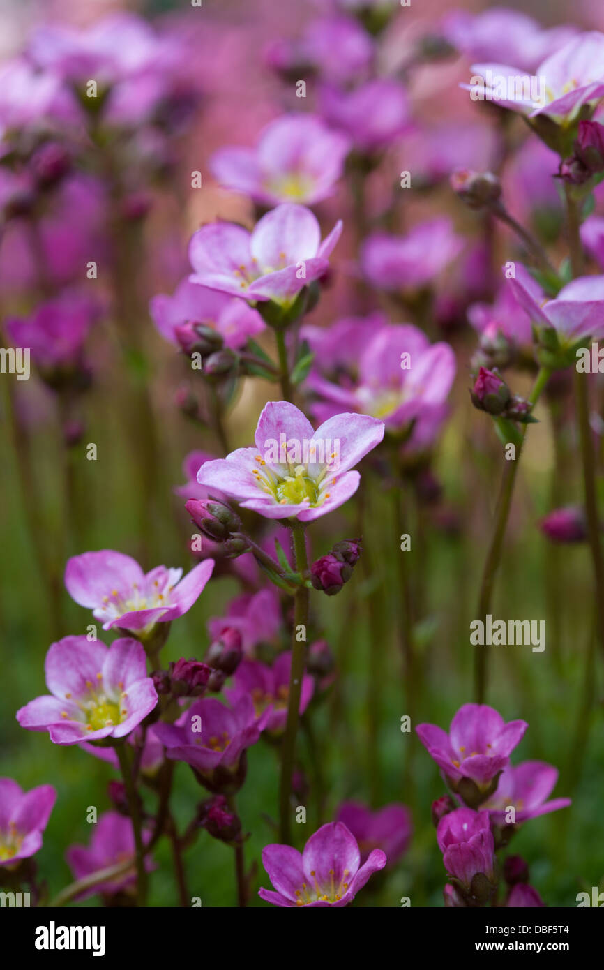 saxifrage pink alpine flowers Stock Photo