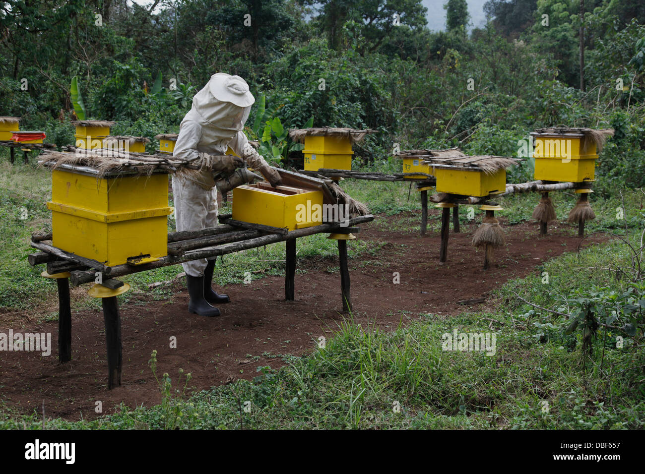 Honey production at a cooperative in the western region of Ethiopia, Africa Stock Photo Alamy