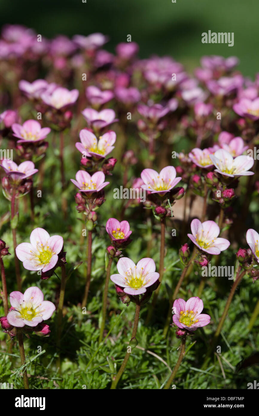 pale pink saxifrage Stock Photo