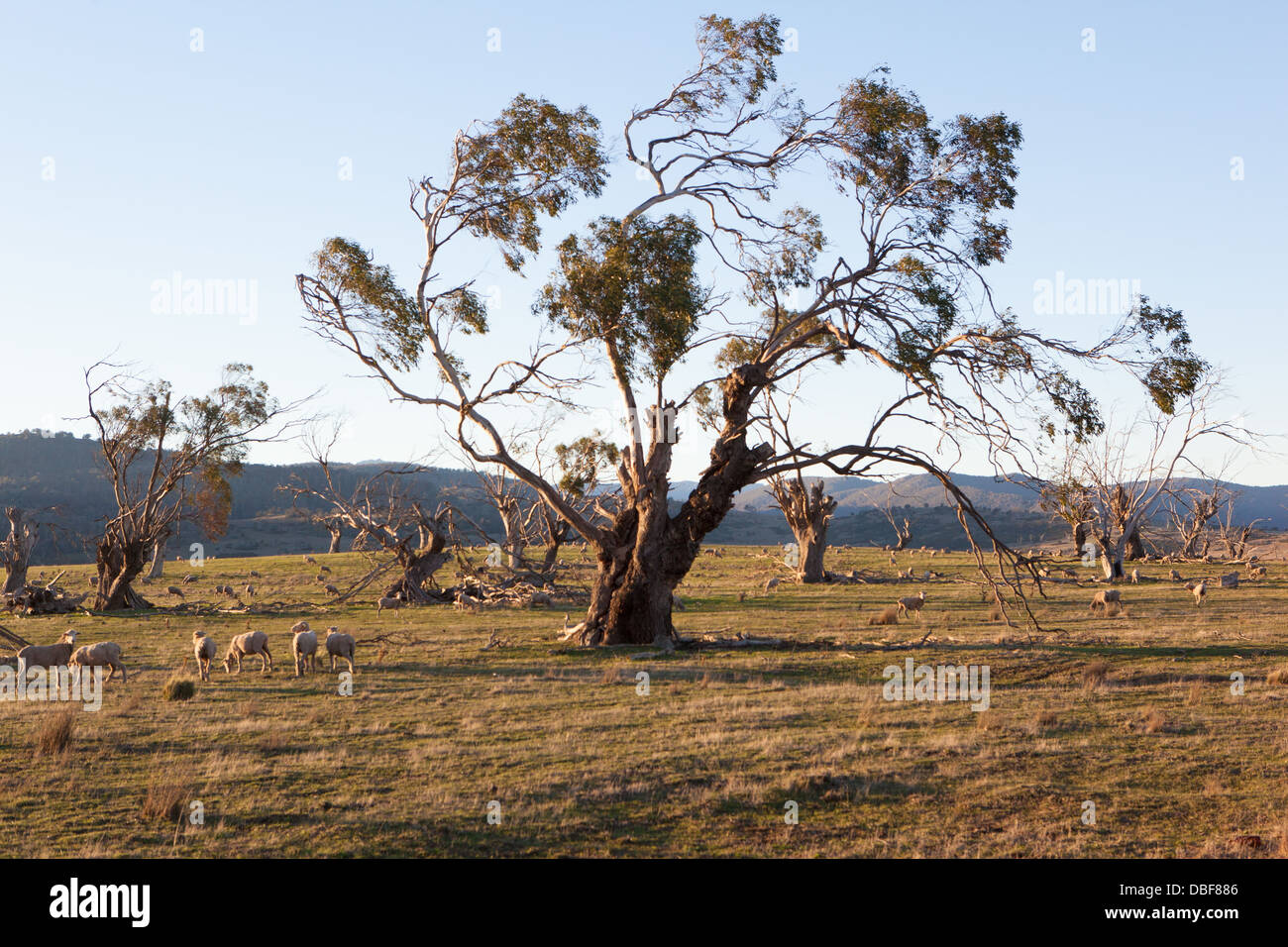 sheep grazing farming tasmania Stock Photo