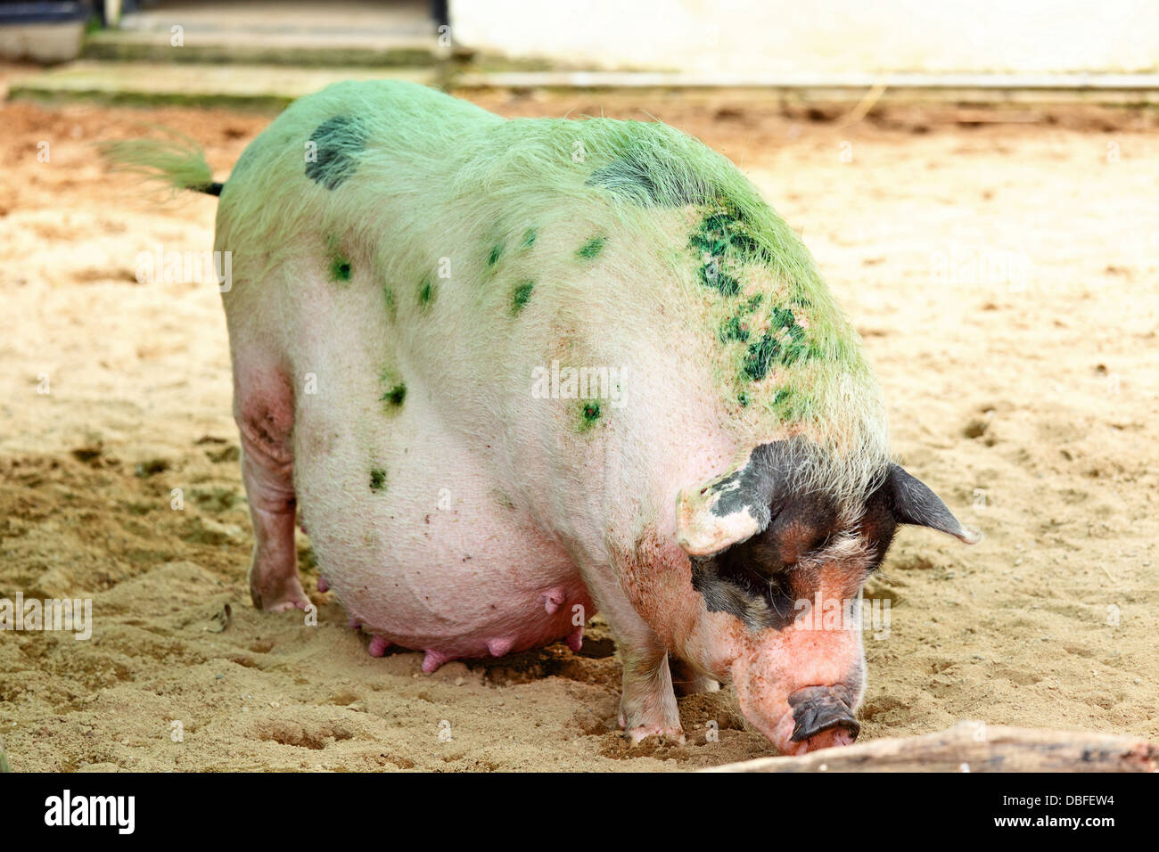 fat-pig-obese-hi-res-stock-photography-and-images-alamy