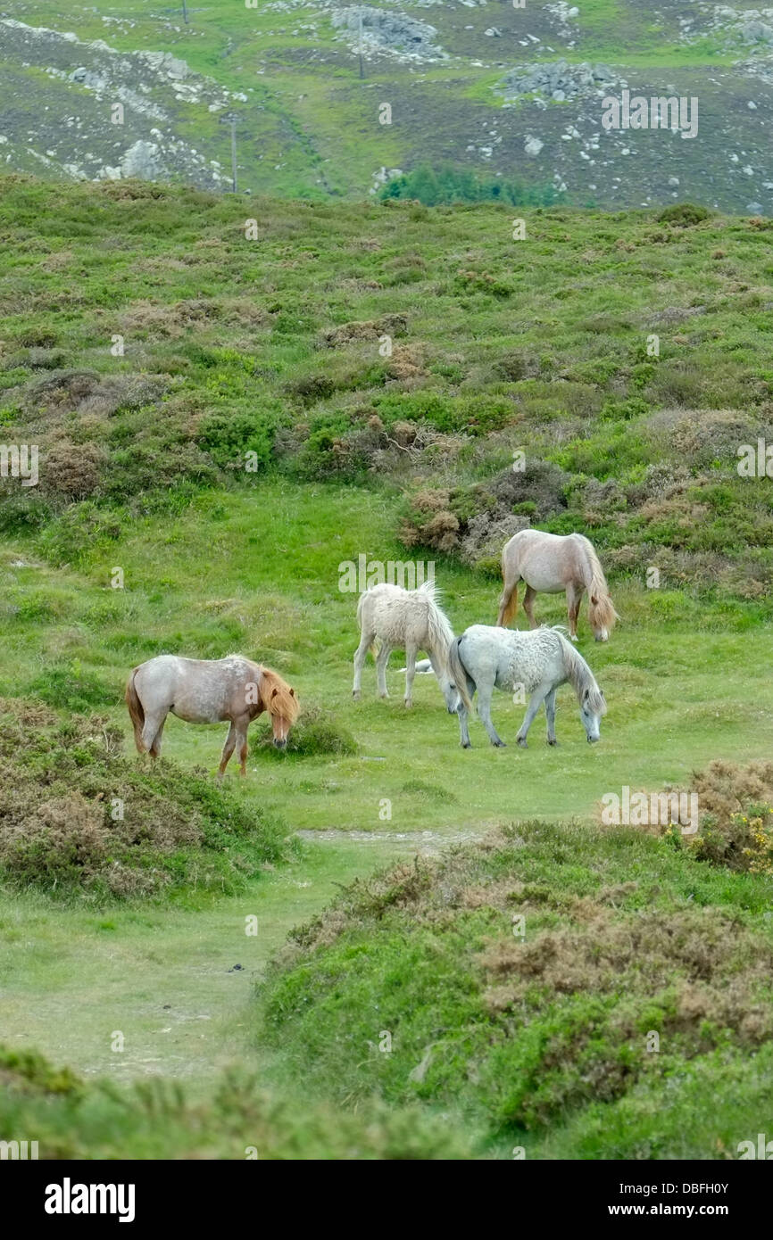 Welsh mountain ponies grazing on Conwy Mountain Stock Photo