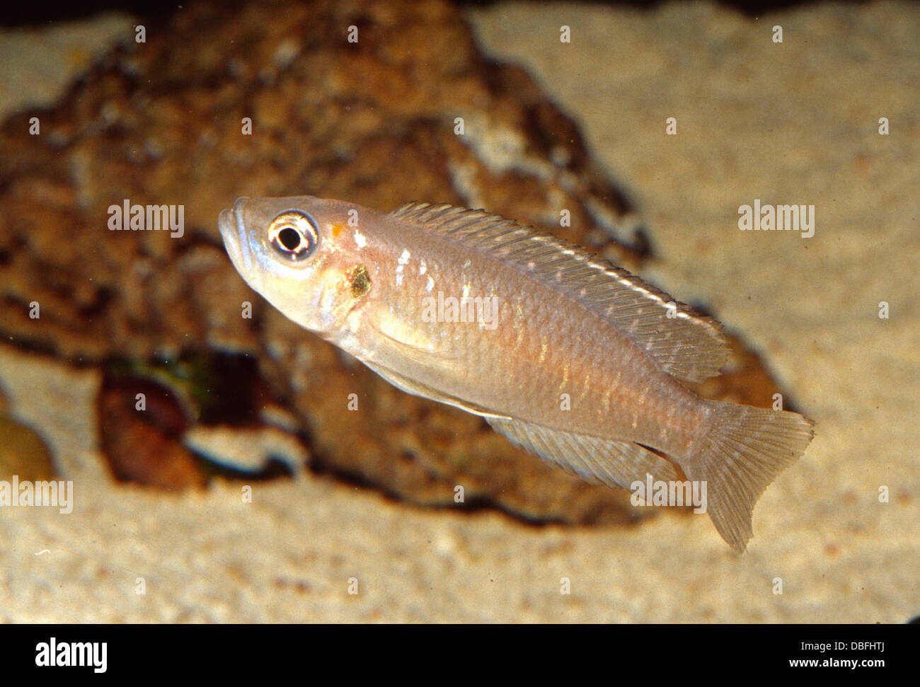 Shell dwellers cichlid Neoloamprologus brevis Cichlidae, Tanganyika Lake, Africa Stock Photo