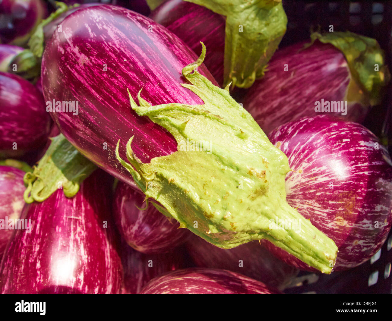 Eggplants at a New Jersey Farmer's Market Stock Photo Alamy