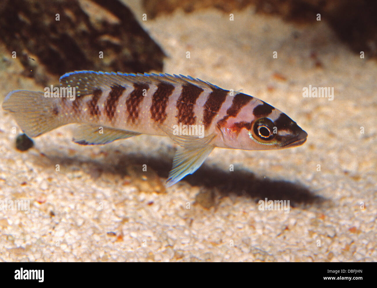 Neoloamprologus cilindrycus Cichlidae, Tanganyika Lake, Africa Stock Photo