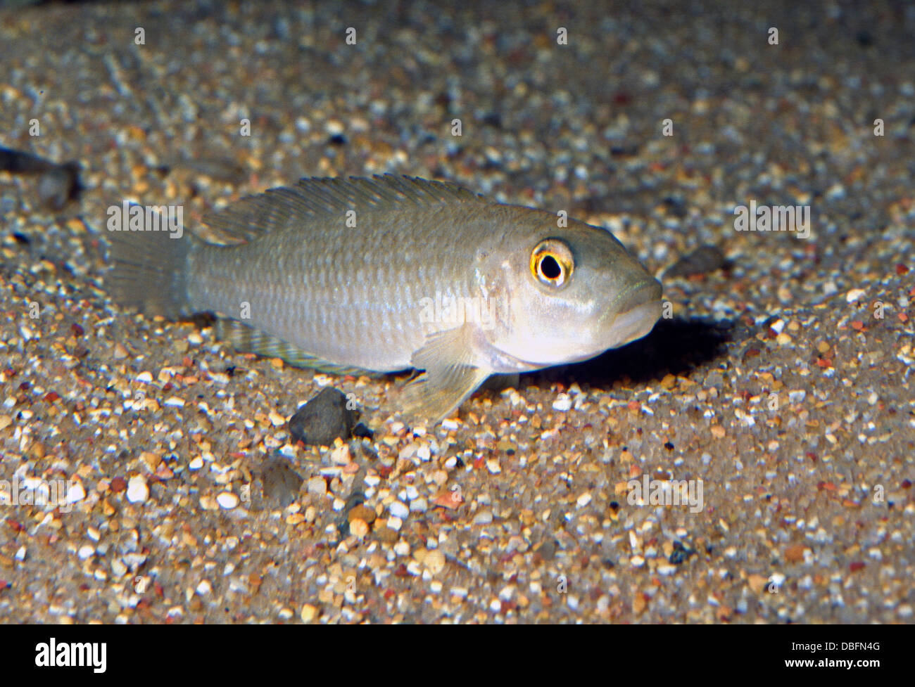 Shell dwellers cichlid Neoloamprologus callipterus Cichlidae, Tanganyika Lake, Africa Stock Photo