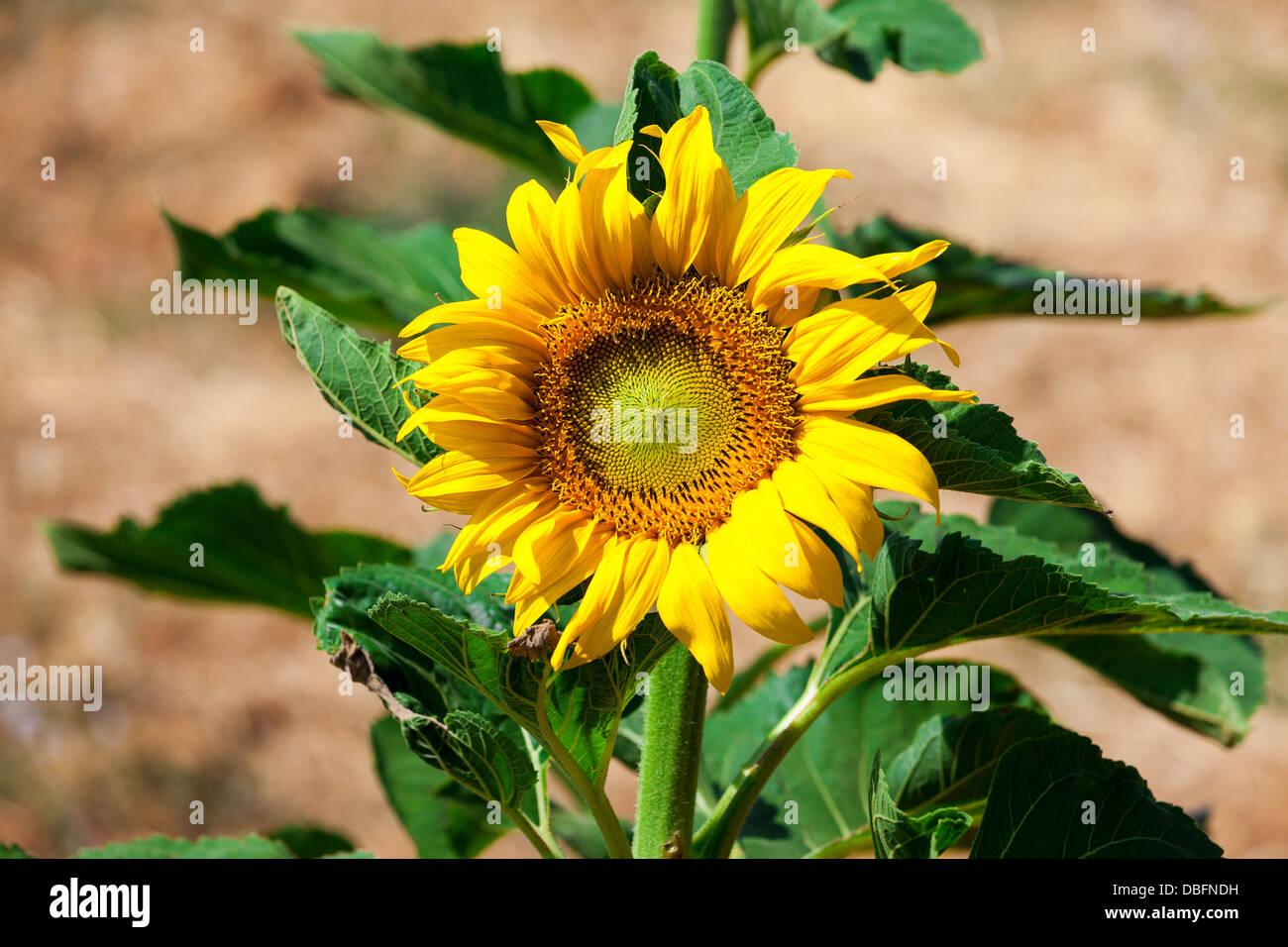 Beautiful yellow sunflower field hi-res stock photography and images ...