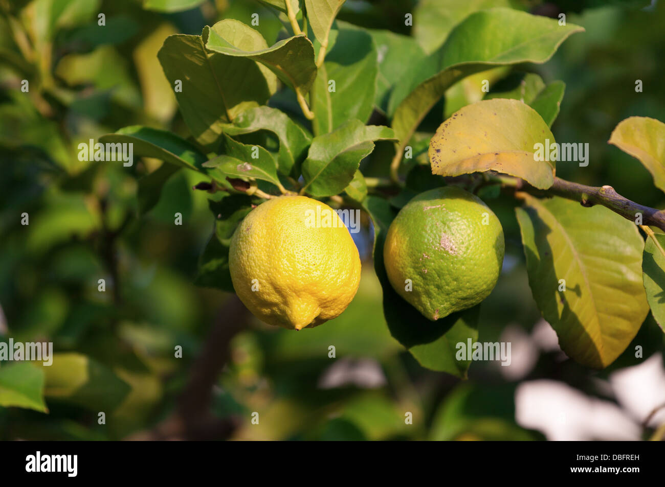Yellow and green lemons hanging on tree, closeup Stock Photo