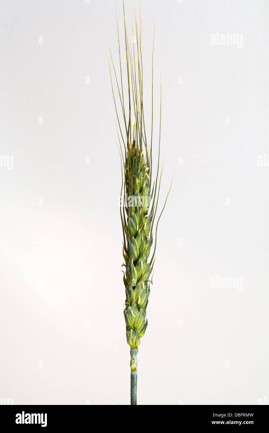 Rye free hi-res stock photography and images - Alamy