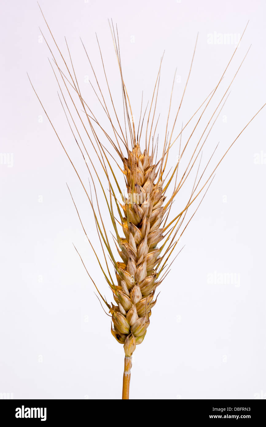 Rye free hi-res stock photography and images - Alamy