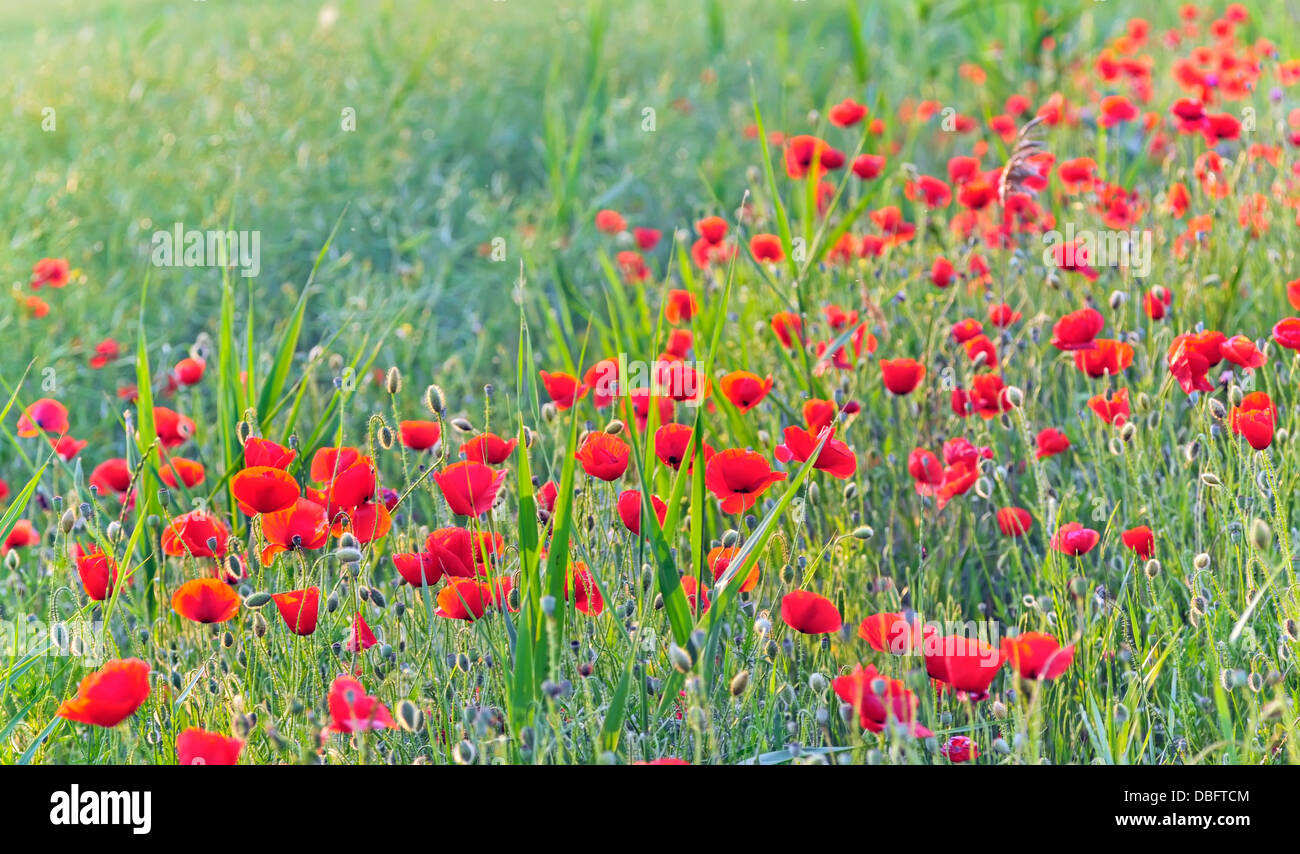 Field of Corn Poppy Flowers in summer time Stock Photo - Alamy