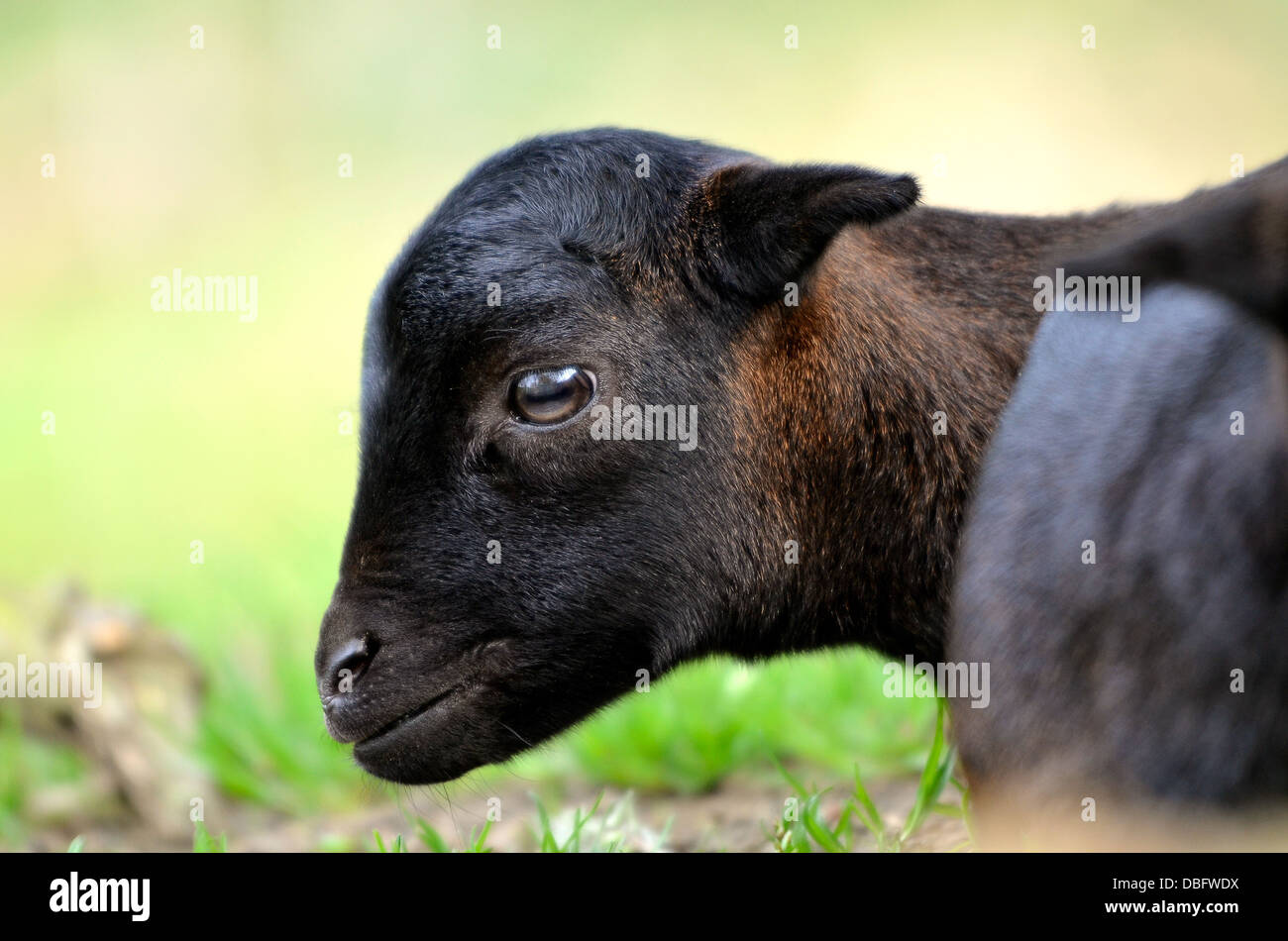 Head lamb sheep of Cameroun (Ovis aries) seen of profile Stock Photo